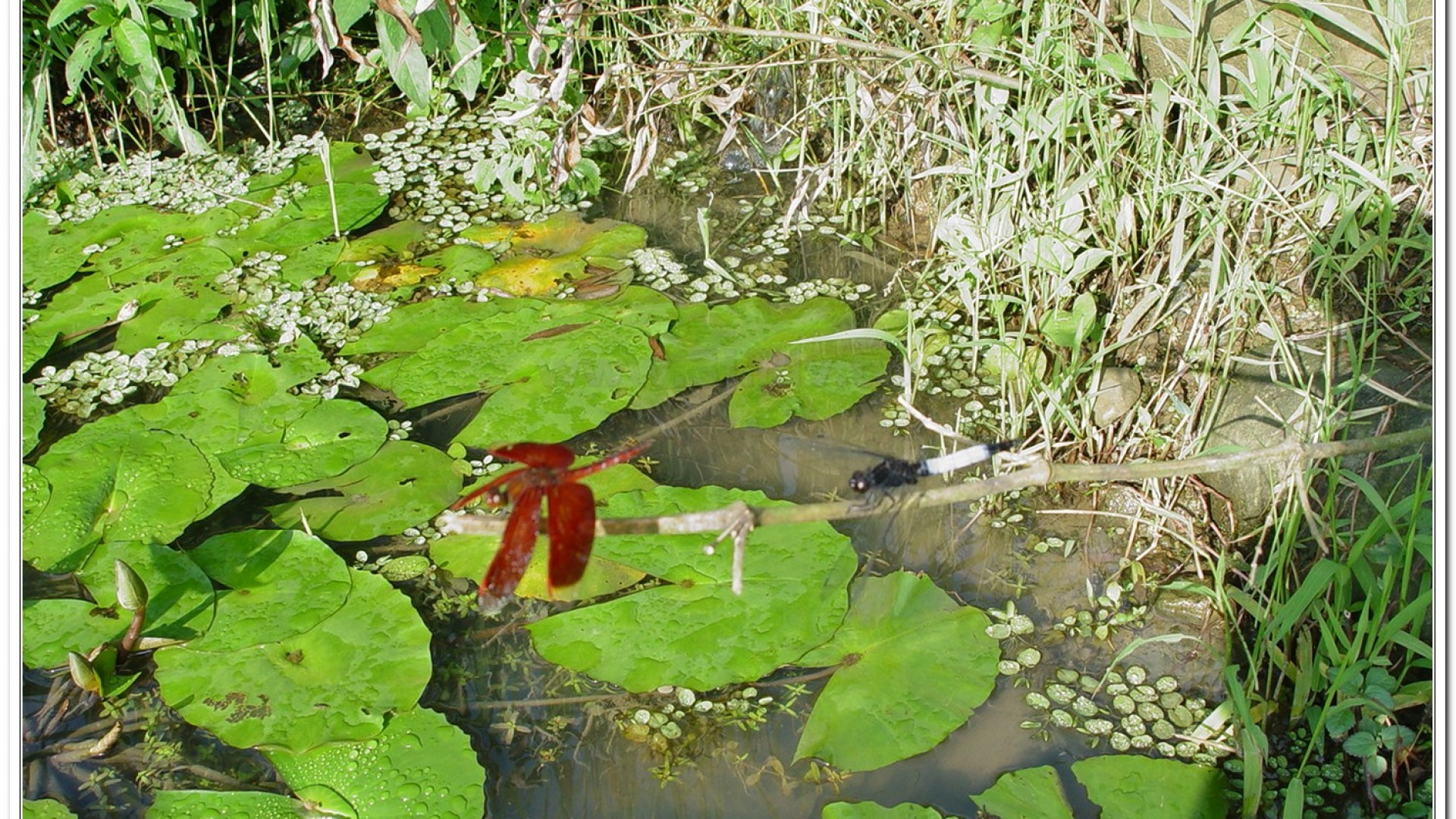 善變蜻蜓(Neurothemis ramburii )
