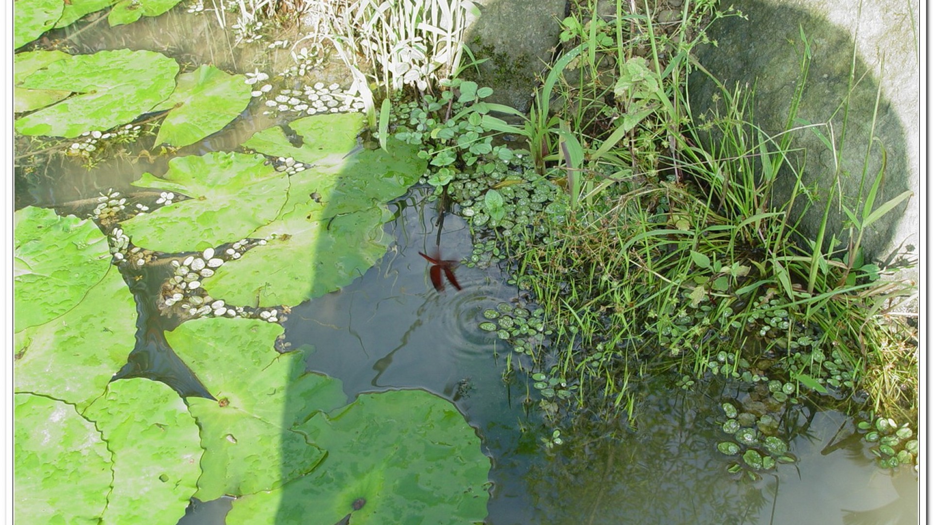 善變蜻蜓(Neurothemis ramburii )