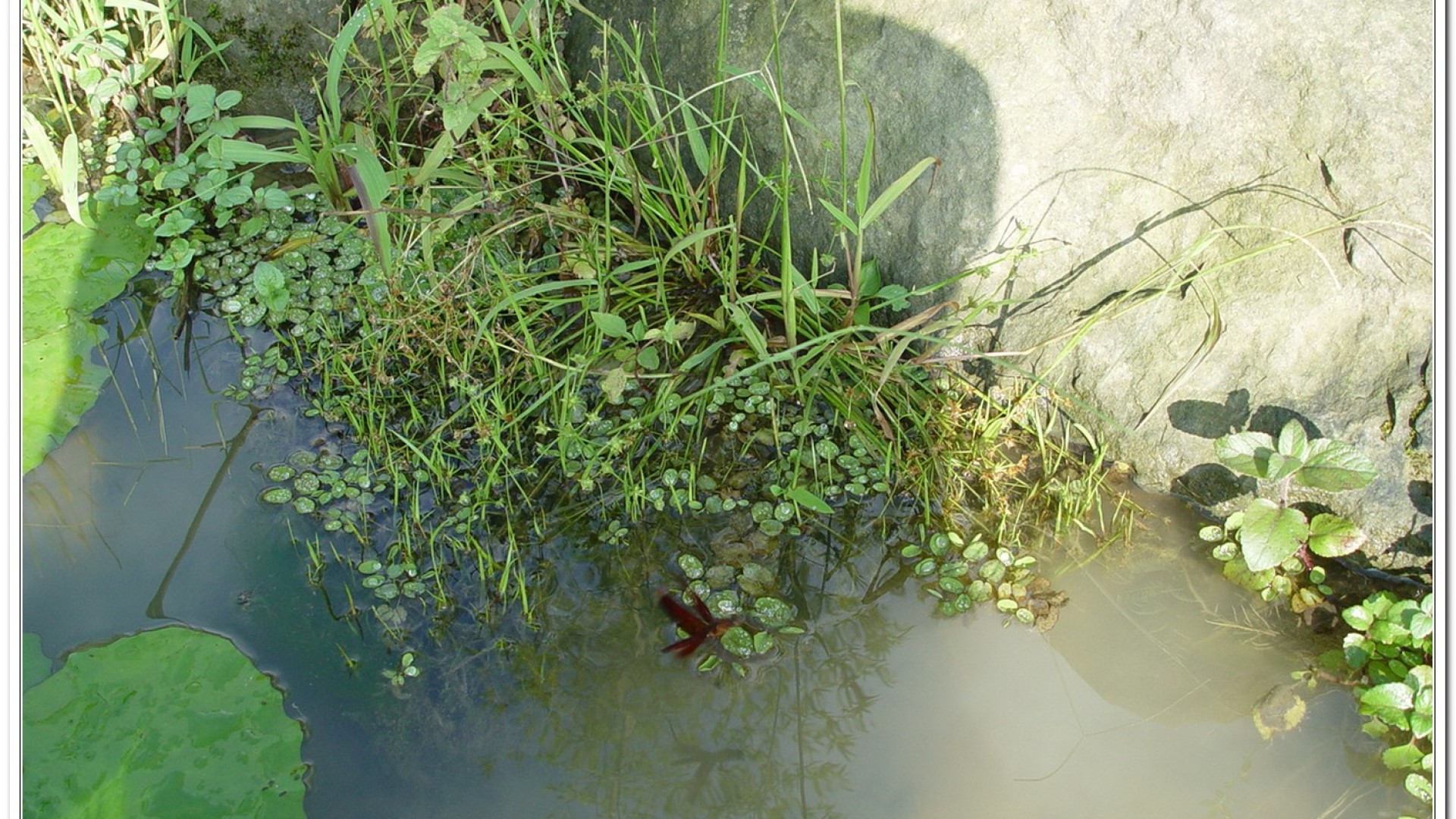 善變蜻蜓(Neurothemis ramburii )