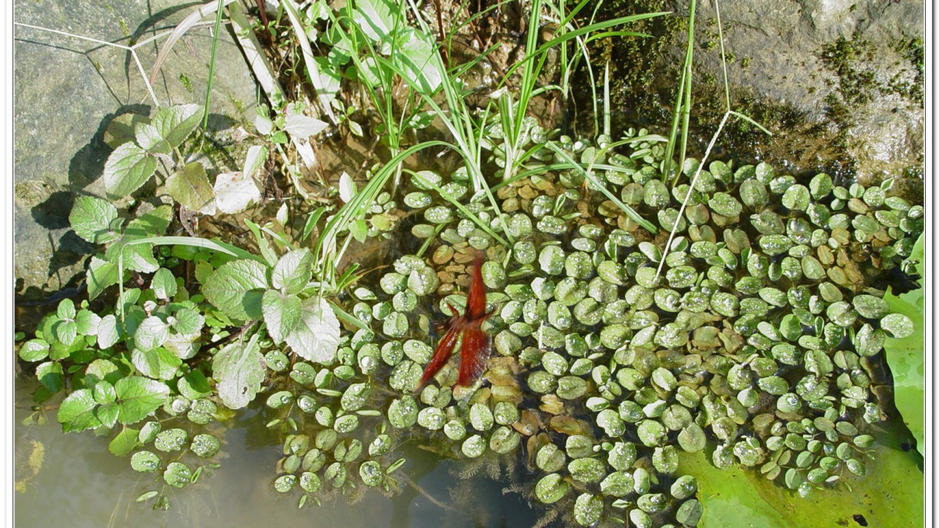 善變蜻蜓(Neurothemis ramburii )