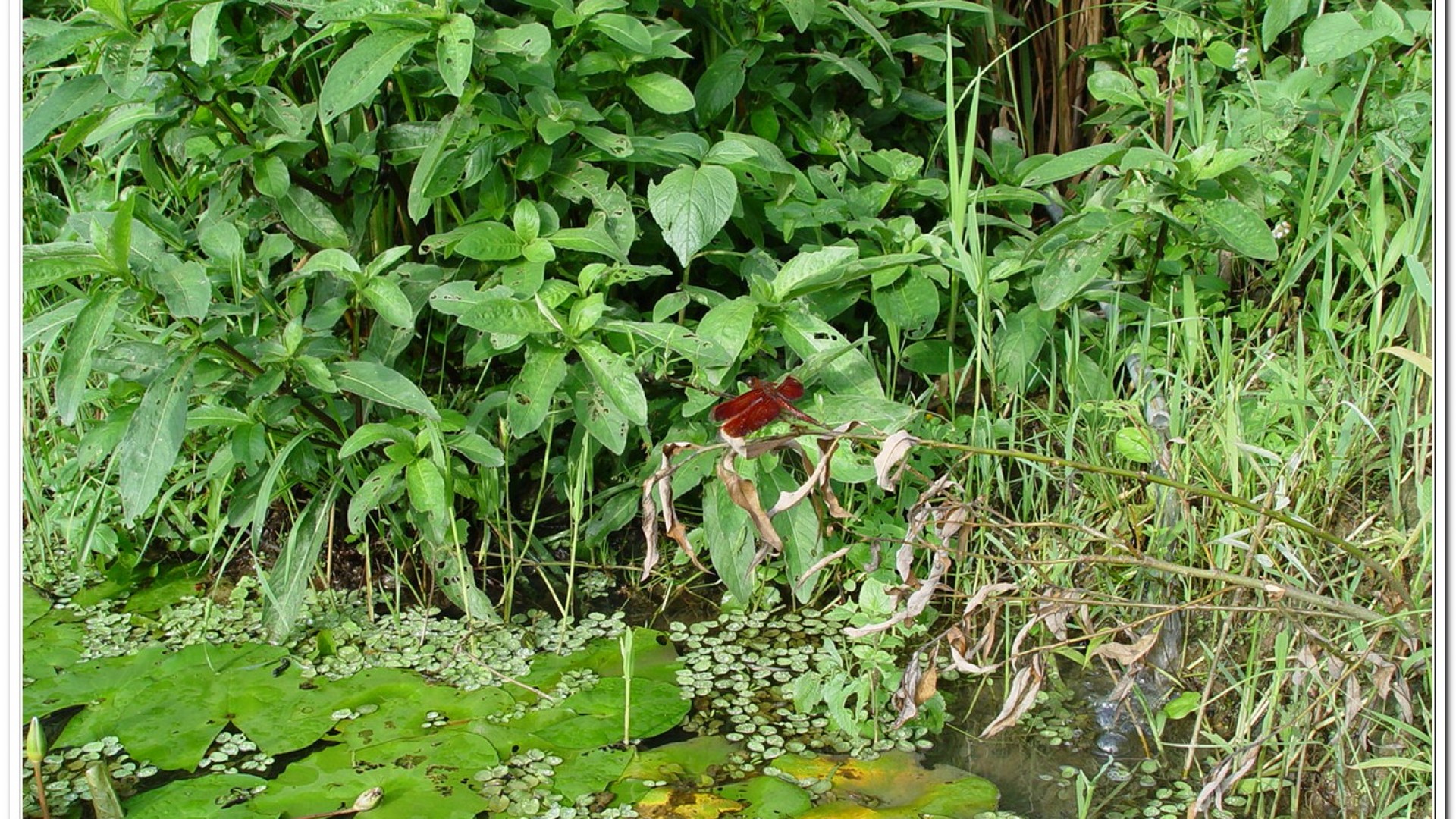 善變蜻蜓(Neurothemis ramburii )