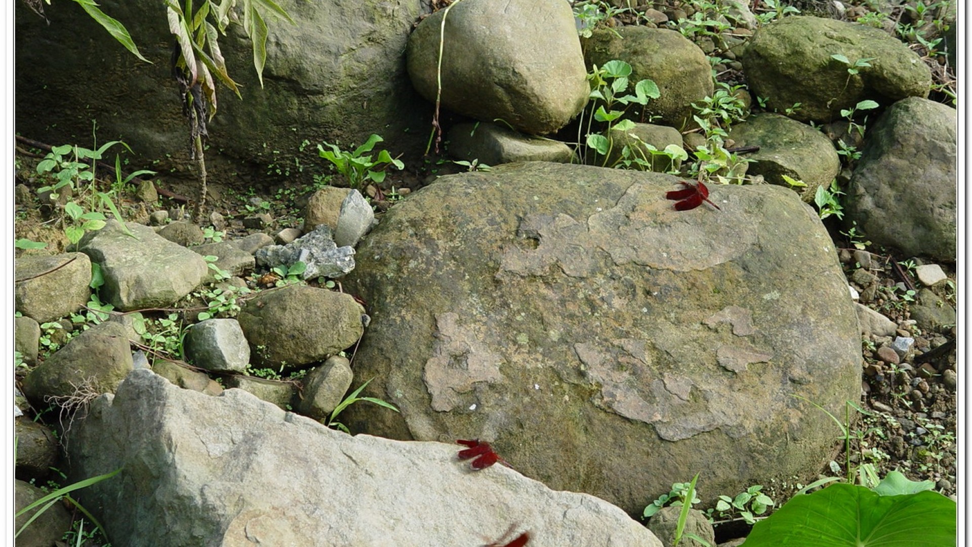 善變蜻蜓(Neurothemis ramburii )