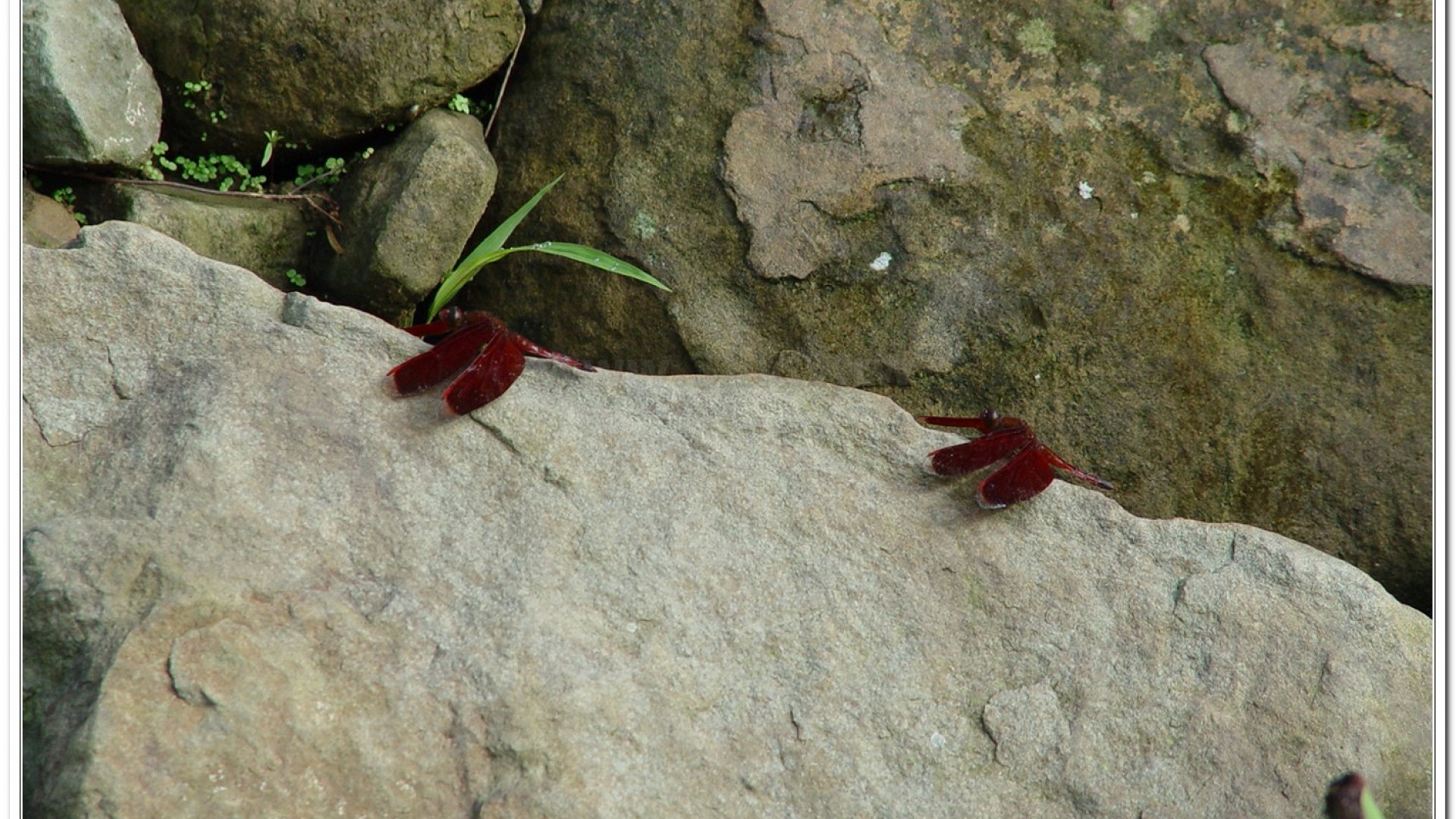 善變蜻蜓(Neurothemis ramburii )