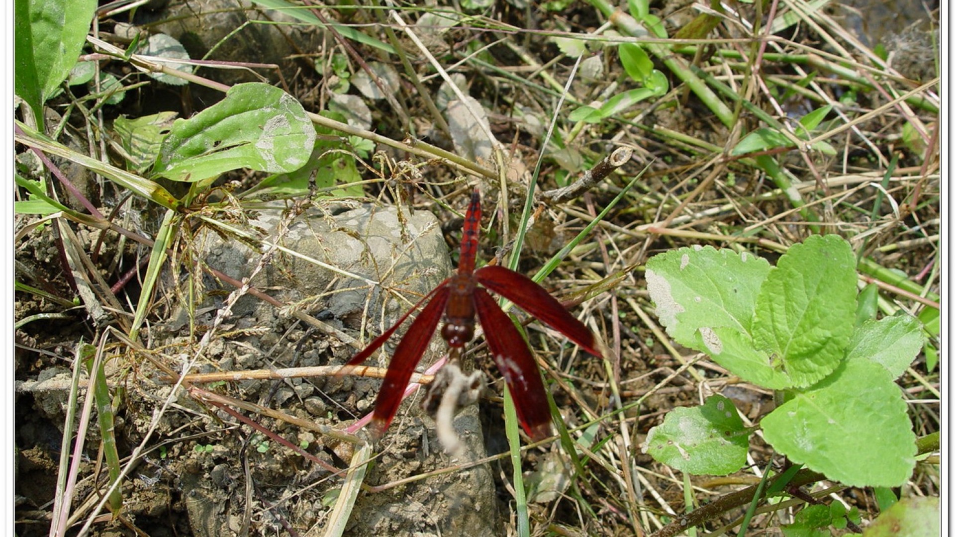 善變蜻蜓(Neurothemis ramburii )