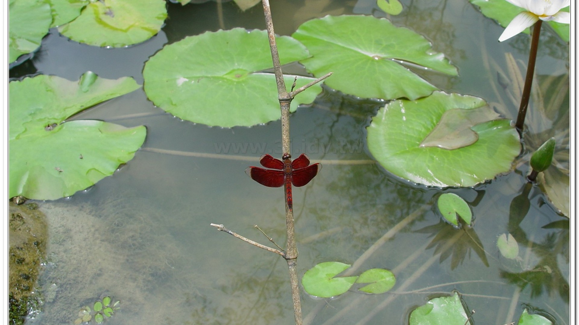 善變蜻蜓(Neurothemis ramburii )