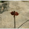 善變蜻蜓(Neurothemis ramburii )