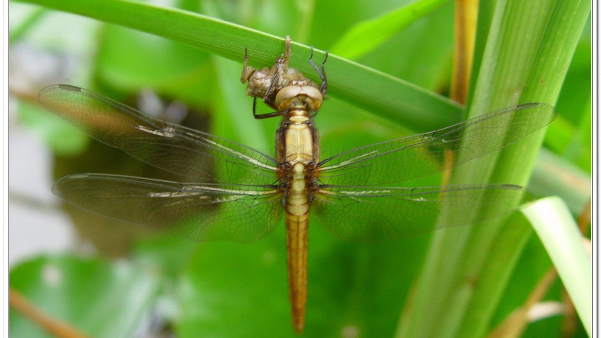 金黃蜻蜓(Orthetrum glaucum )