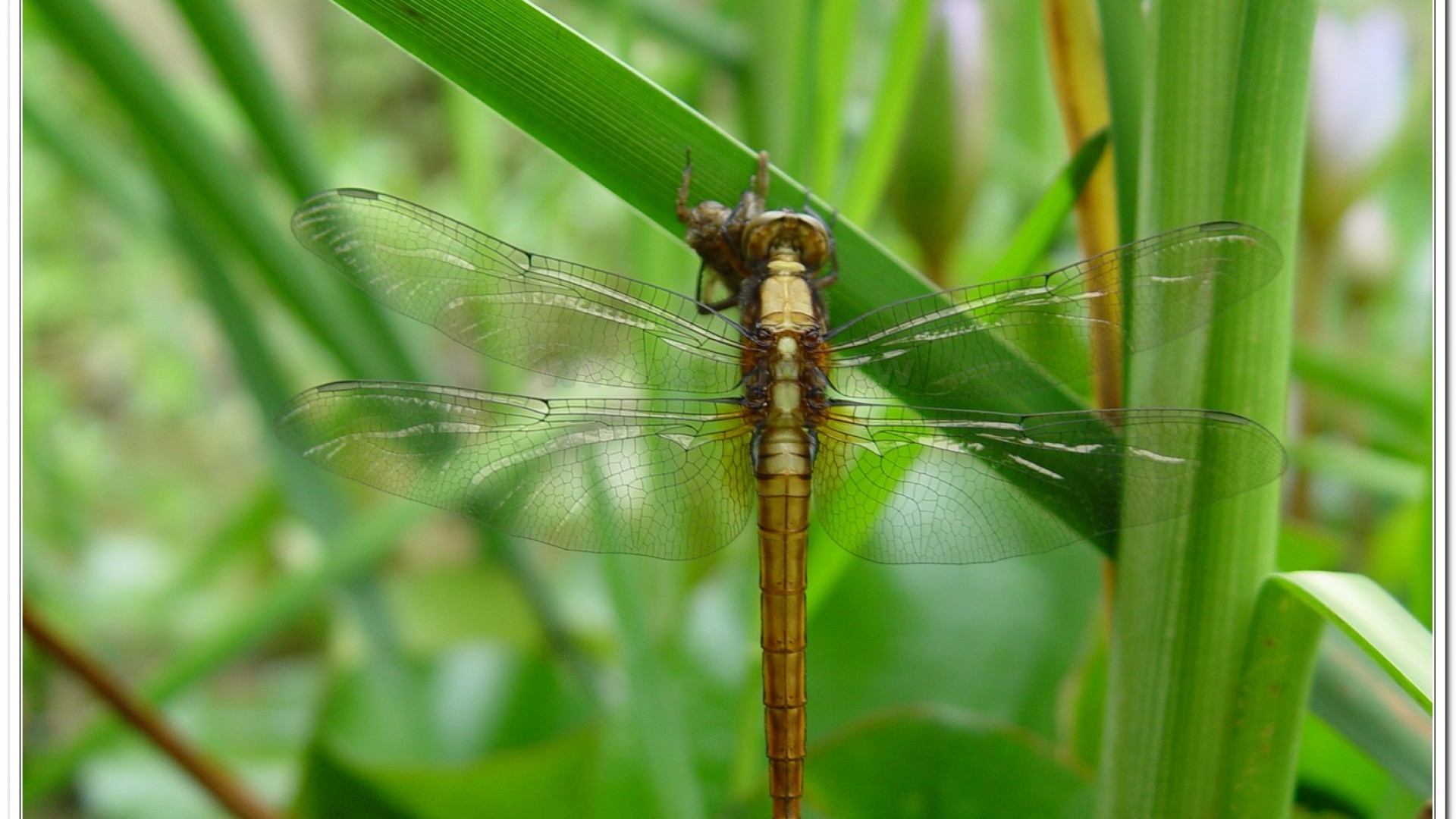 金黃蜻蜓(Orthetrum glaucum )