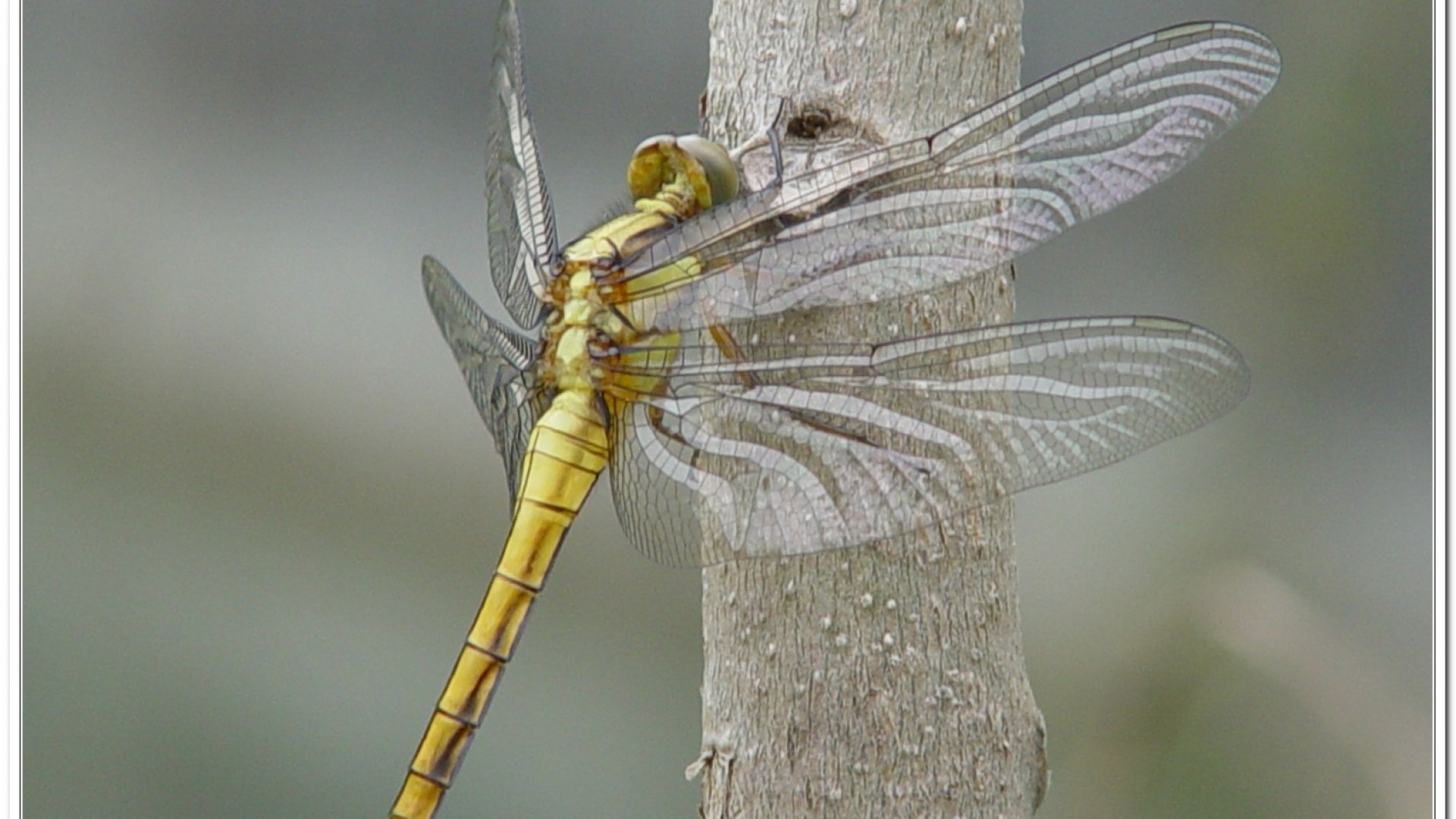 金黃蜻蜓(Orthetrum glaucum )