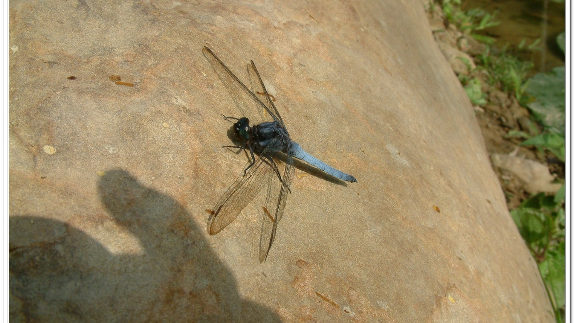 金黃蜻蜓(Orthetrum glaucum )