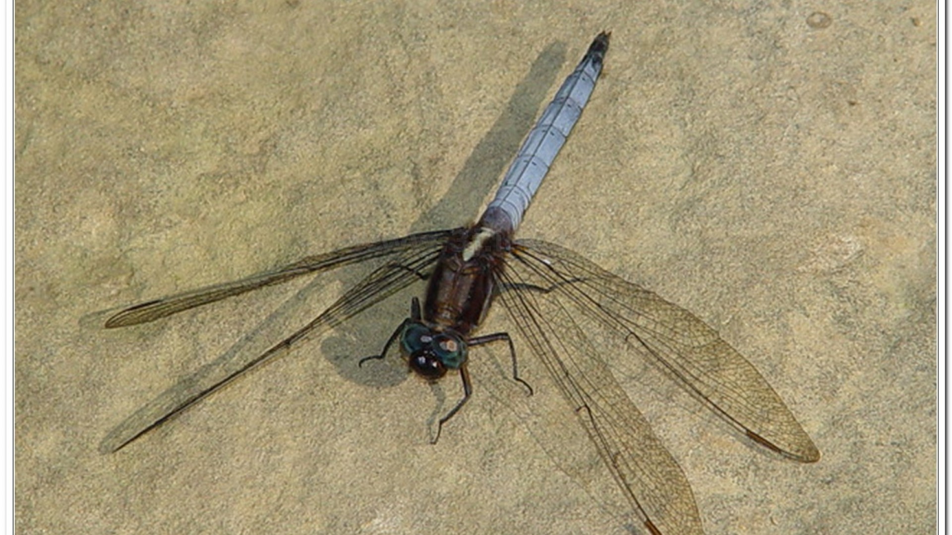 金黃蜻蜓(Orthetrum glaucum )