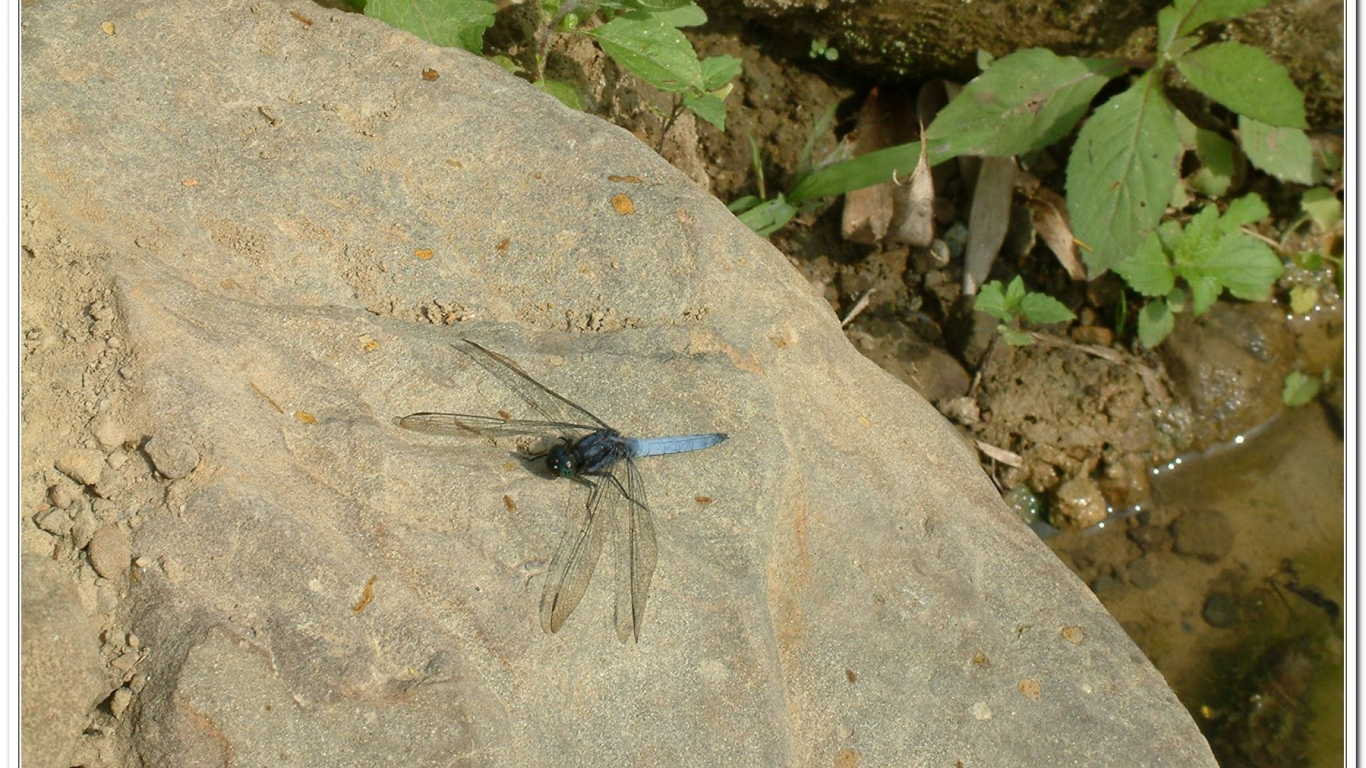 金黃蜻蜓(Orthetrum glaucum )