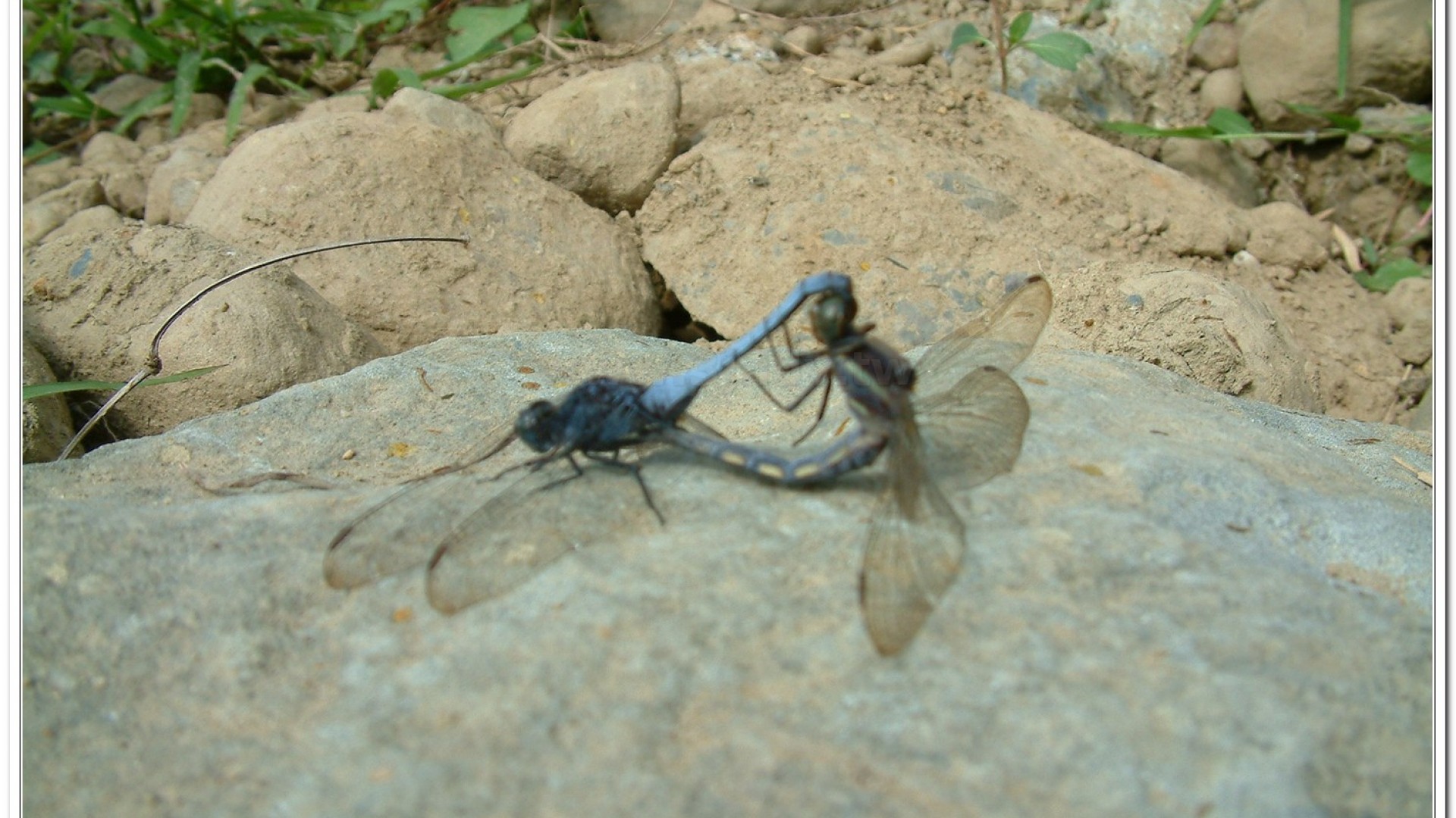 金黃蜻蜓(Orthetrum glaucum )