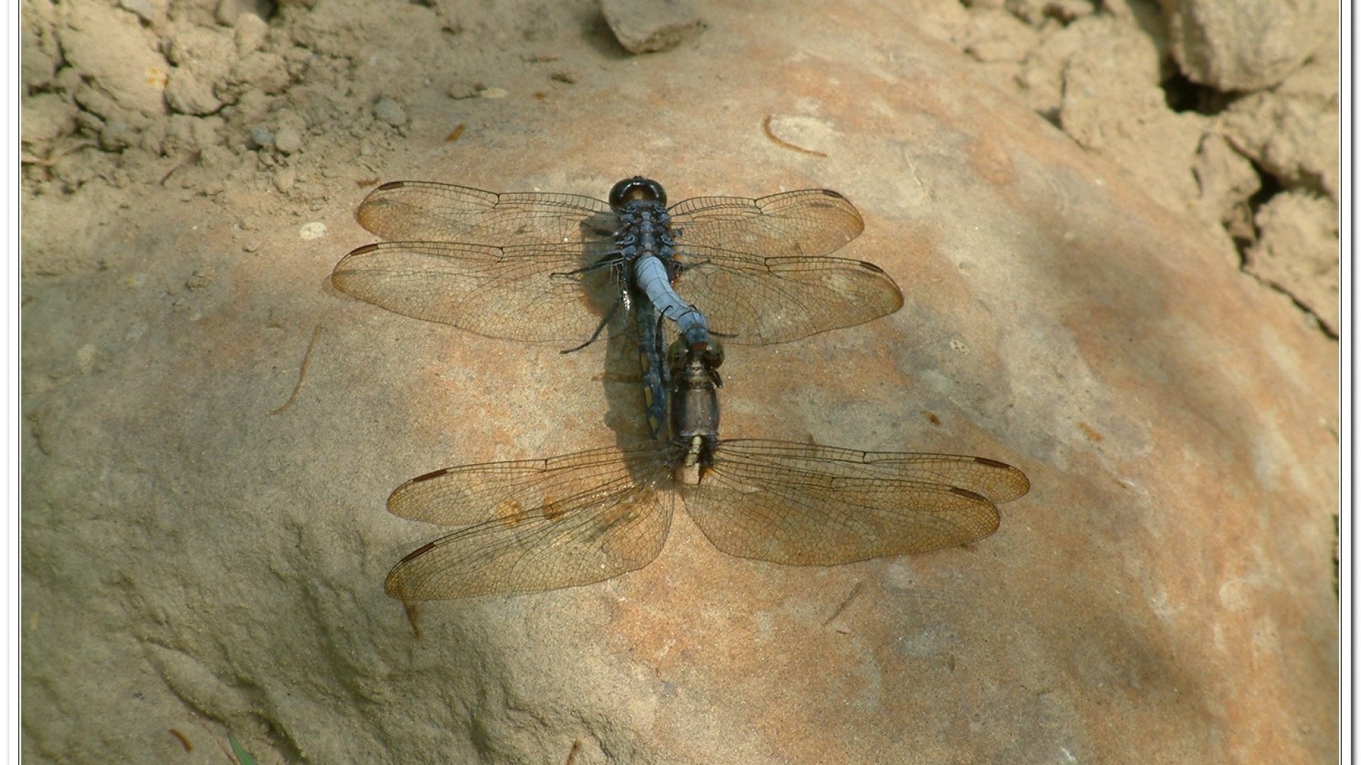 金黃蜻蜓(Orthetrum glaucum )