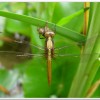 金黃蜻蜓(Orthetrum glaucum )
