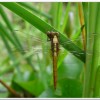 金黃蜻蜓(Orthetrum glaucum )