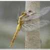 金黃蜻蜓(Orthetrum glaucum )