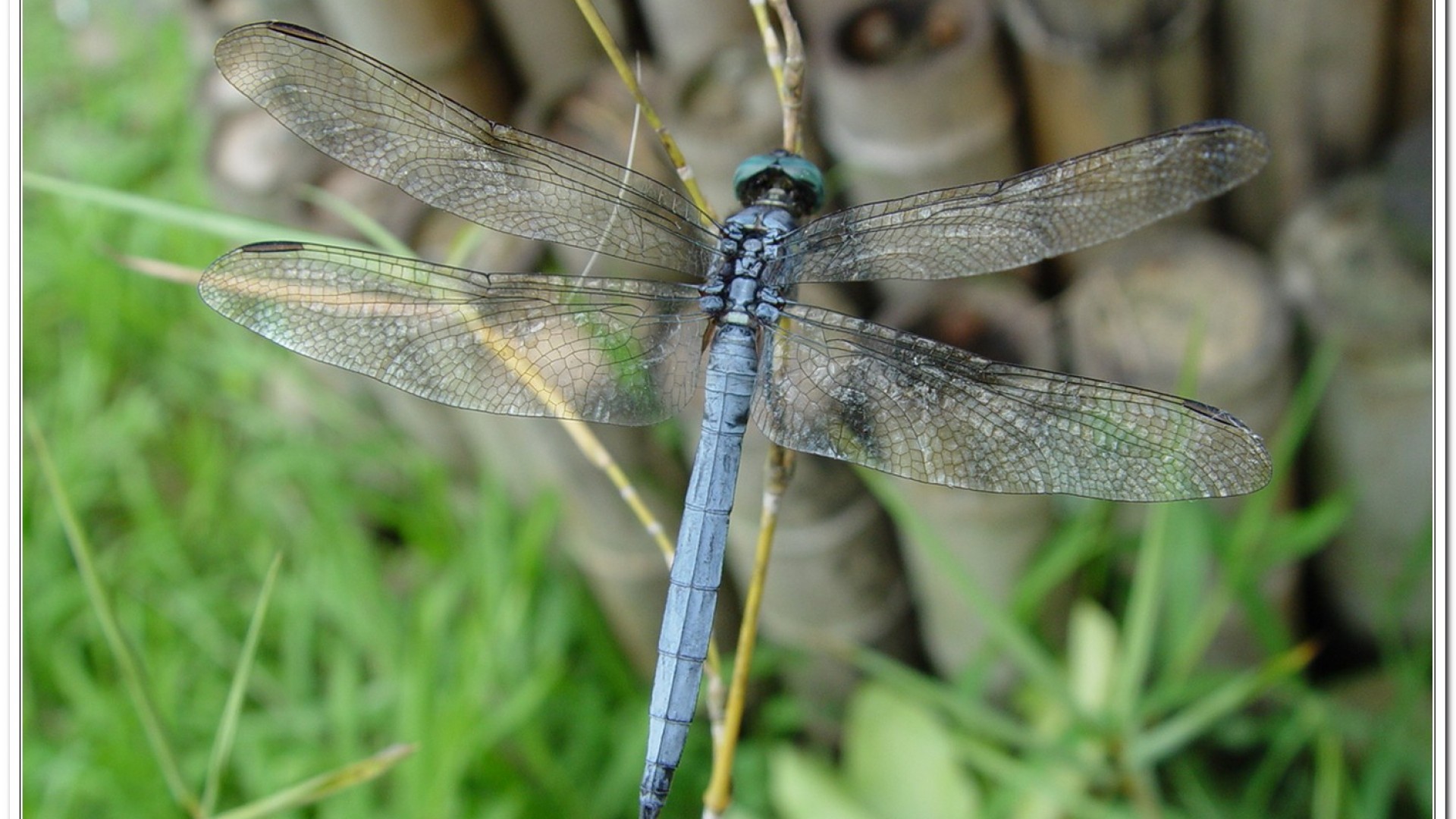呂宋蜻蜓(Orthetrum luzonicum )