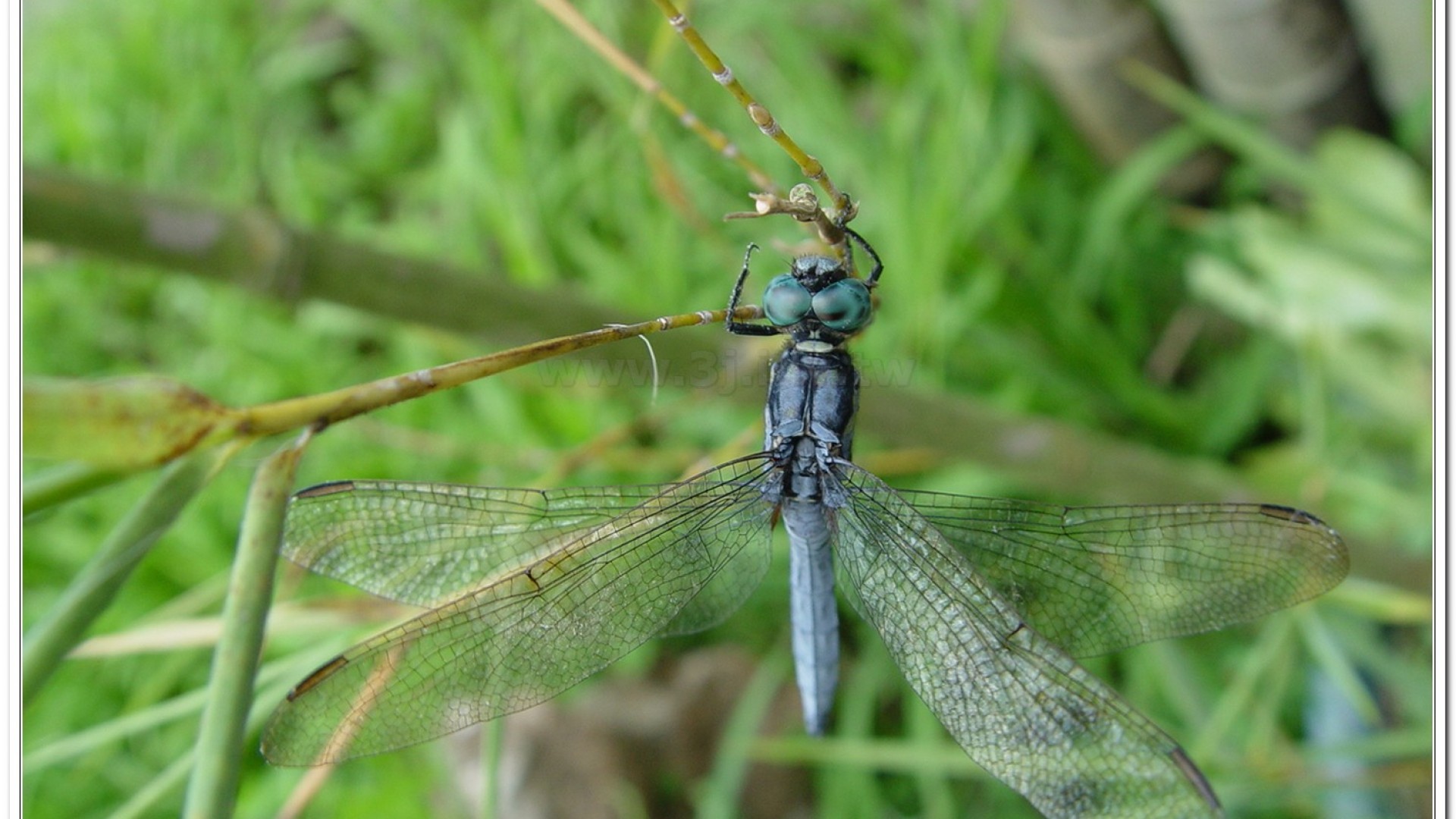 呂宋蜻蜓(Orthetrum luzonicum )