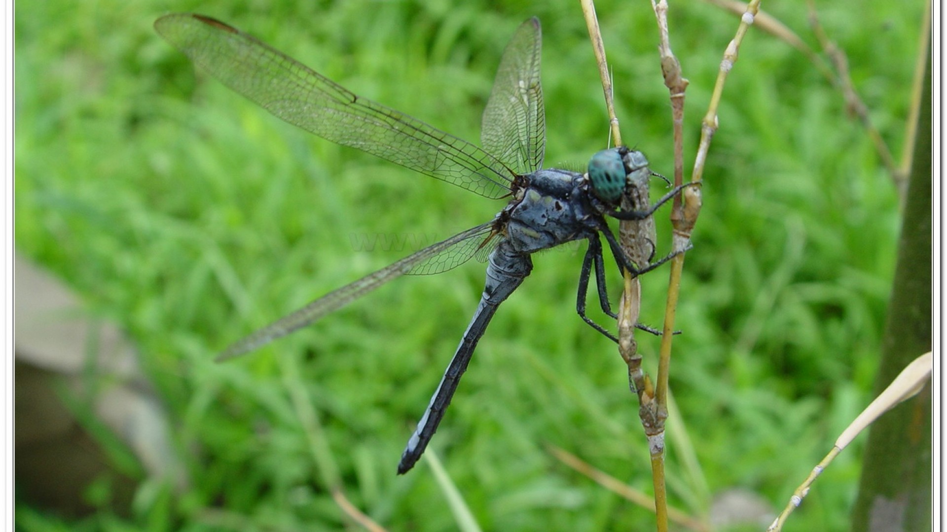 呂宋蜻蜓(Orthetrum luzonicum )
