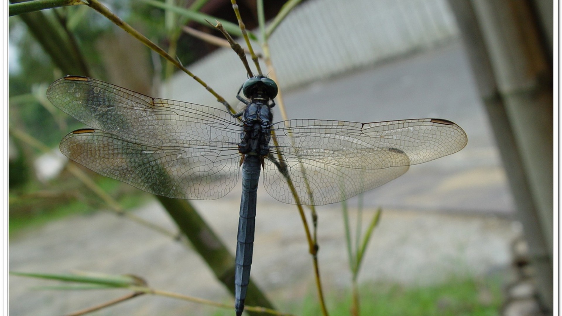 呂宋蜻蜓(Orthetrum luzonicum )