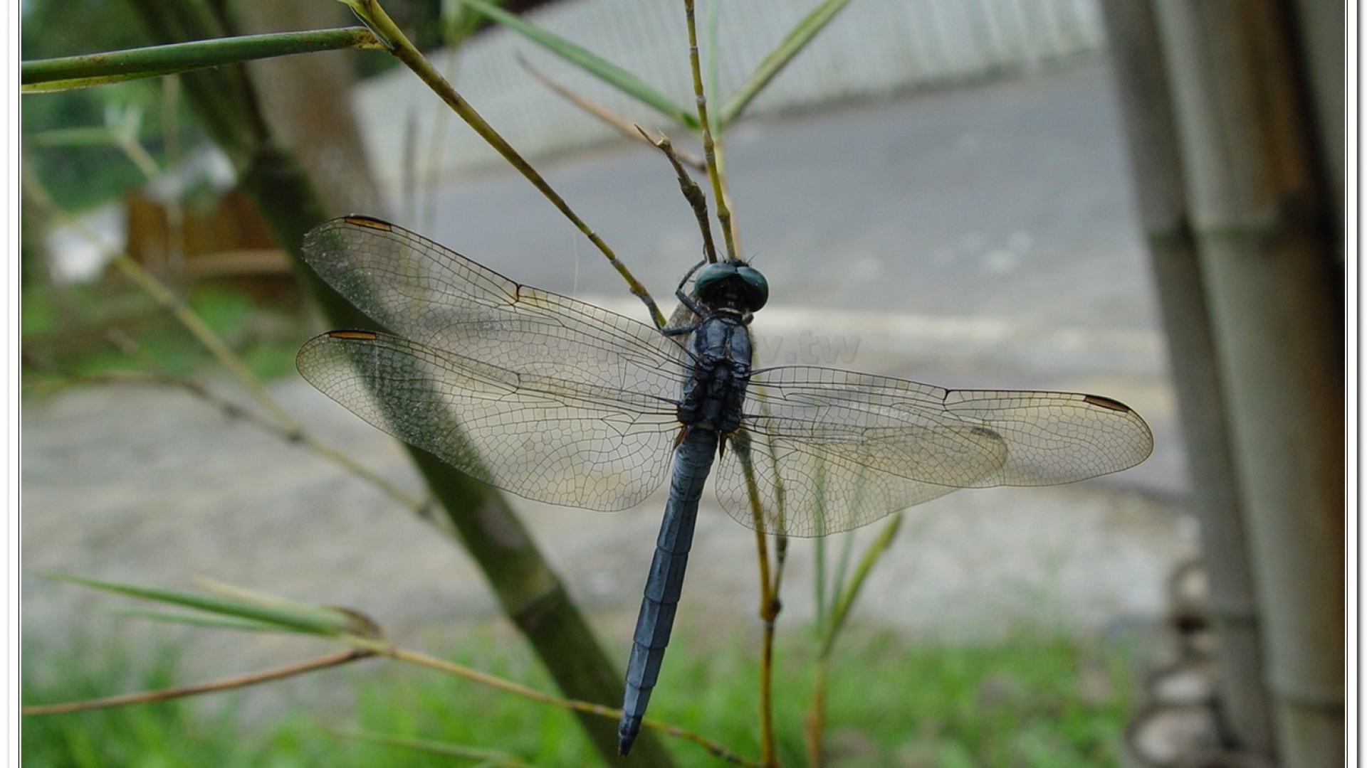 呂宋蜻蜓(Orthetrum luzonicum )
