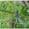 呂宋蜻蜓(Orthetrum luzonicum )