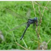 呂宋蜻蜓(Orthetrum luzonicum )