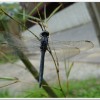 呂宋蜻蜓(Orthetrum luzonicum )