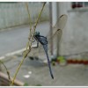 呂宋蜻蜓(Orthetrum luzonicum )