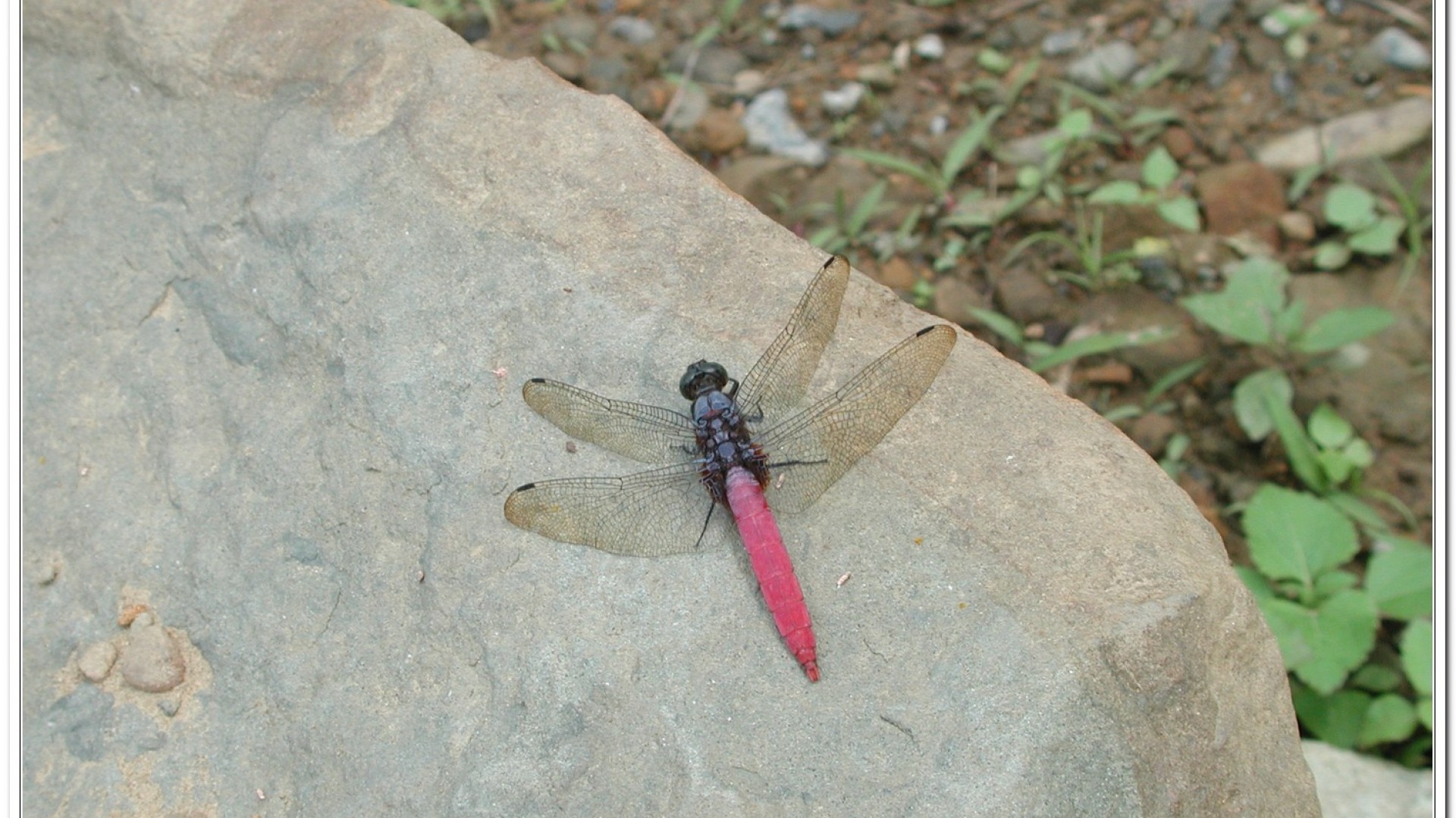 霜白蜻蜓(Orthetrum pruinosum neglectum)
