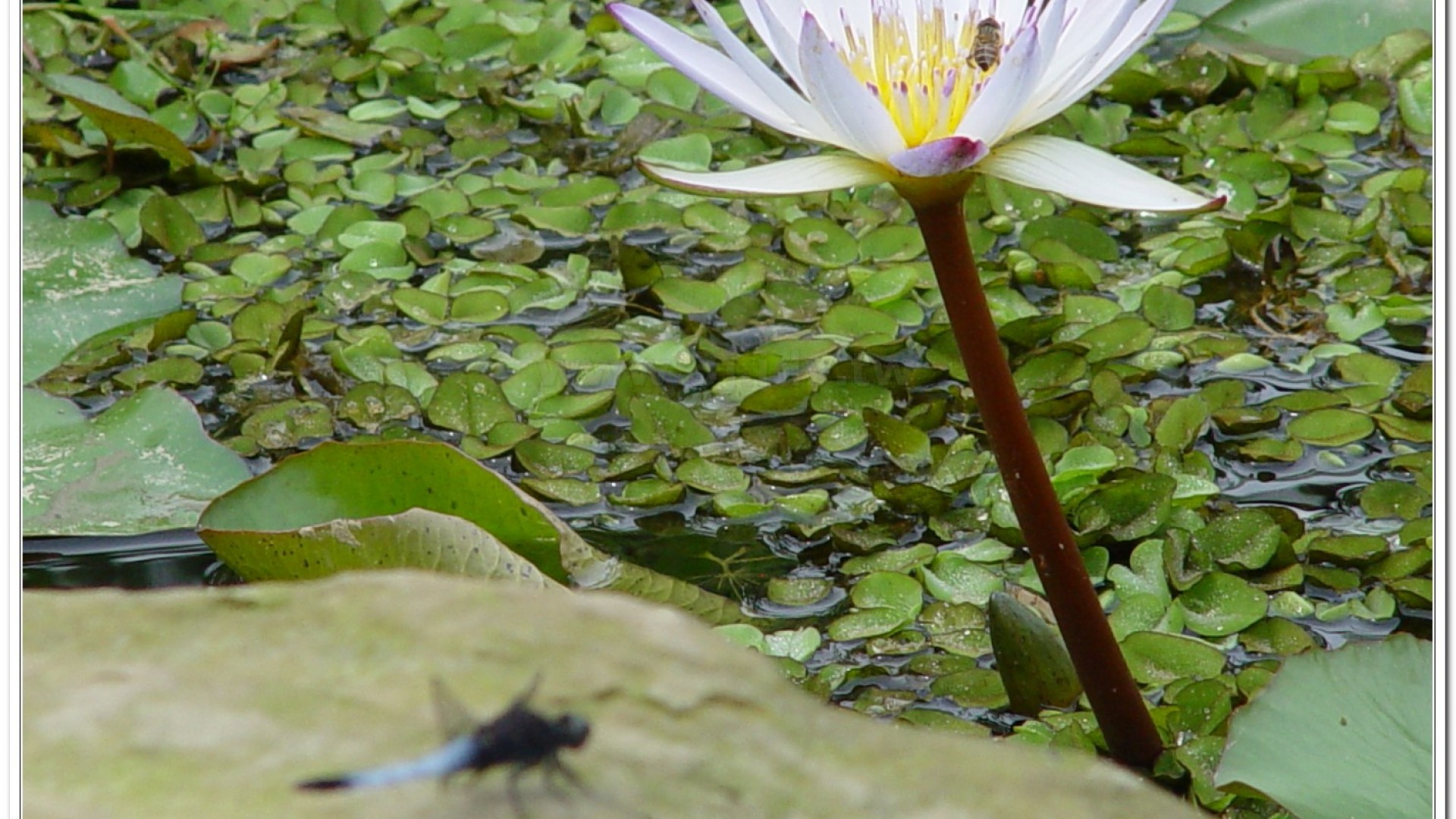 鼎脈蜻蜓(Orthetrum triangulare )