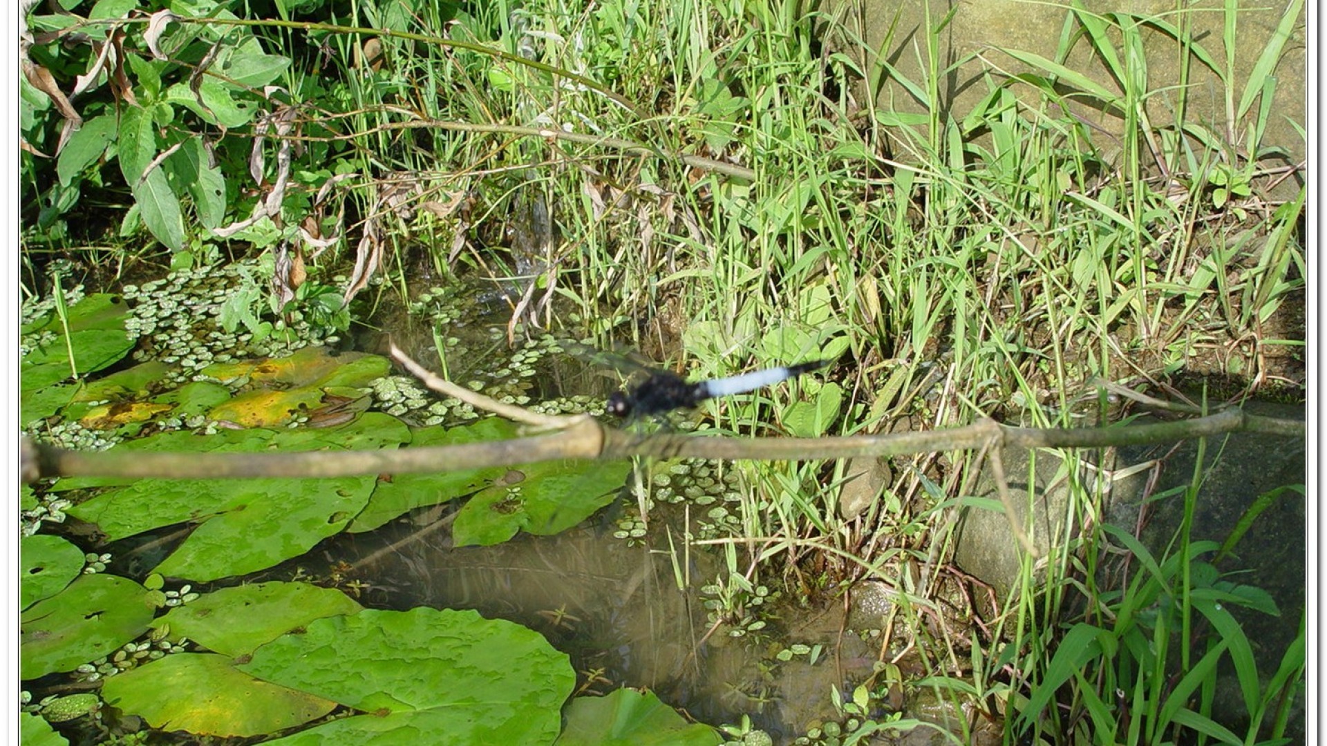 鼎脈蜻蜓(Orthetrum triangulare )