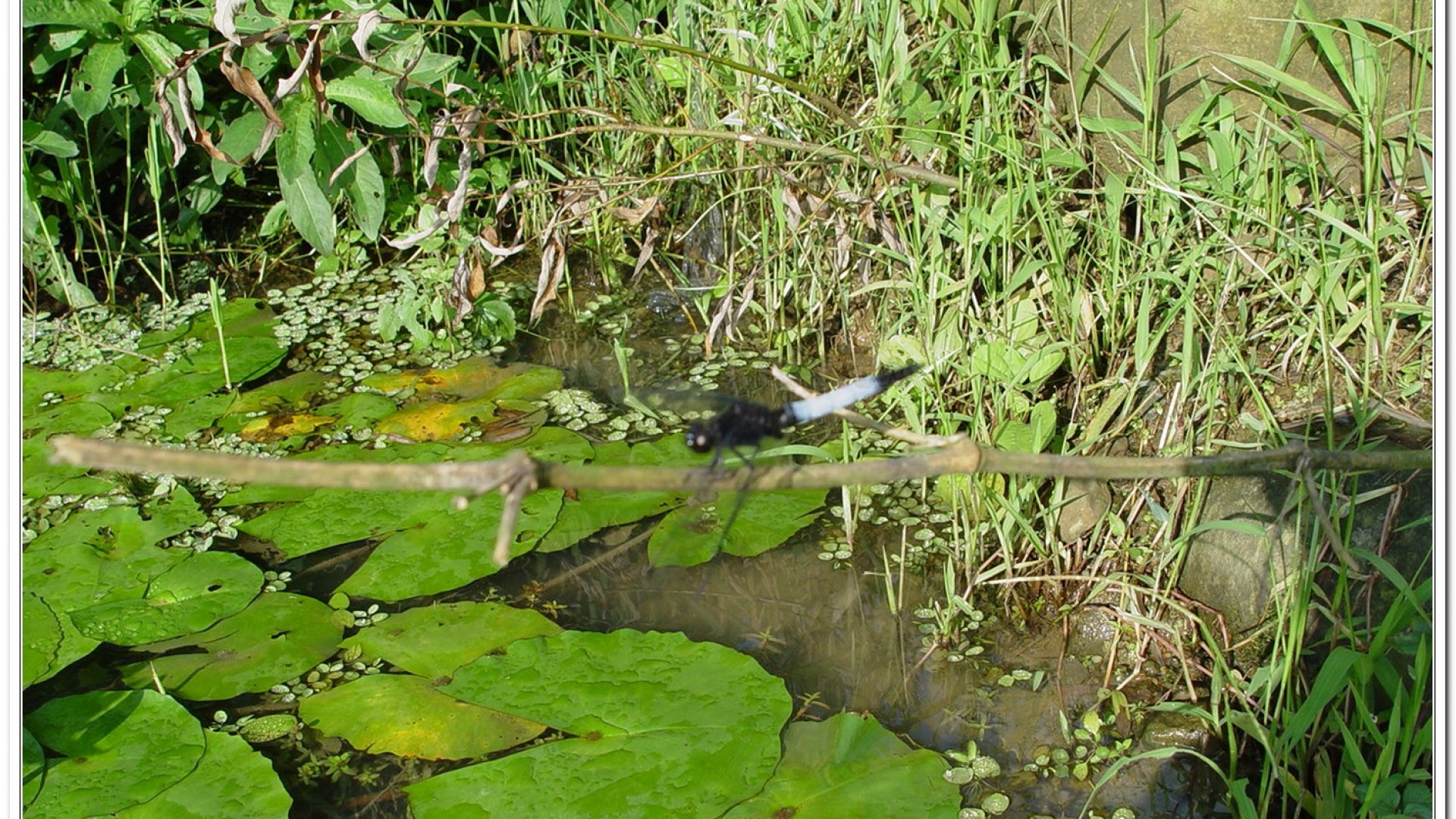 鼎脈蜻蜓(Orthetrum triangulare )