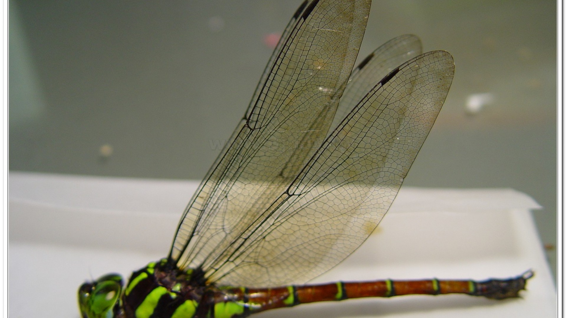 朱黛晏蜓(Polycanthagyna erythromelas )