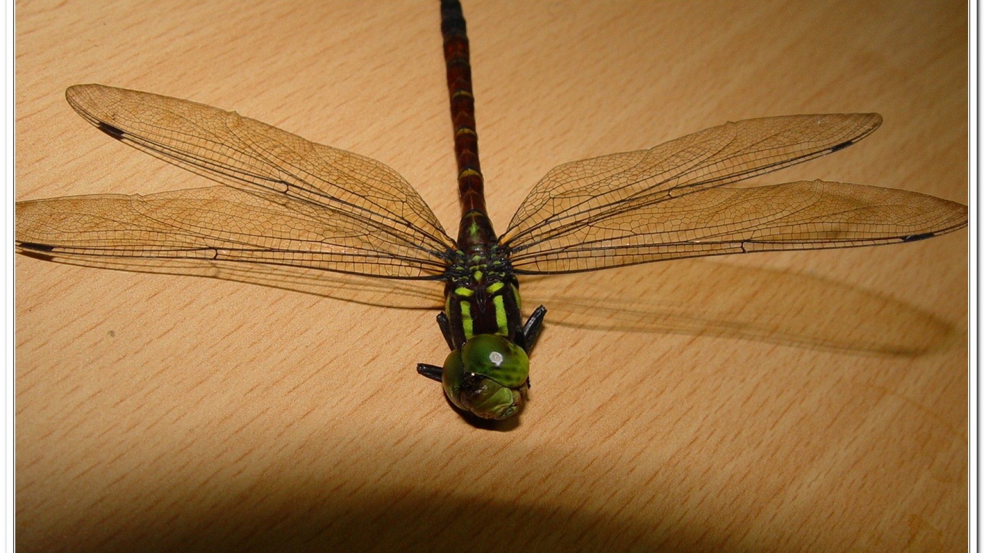 朱黛晏蜓(Polycanthagyna erythromelas )