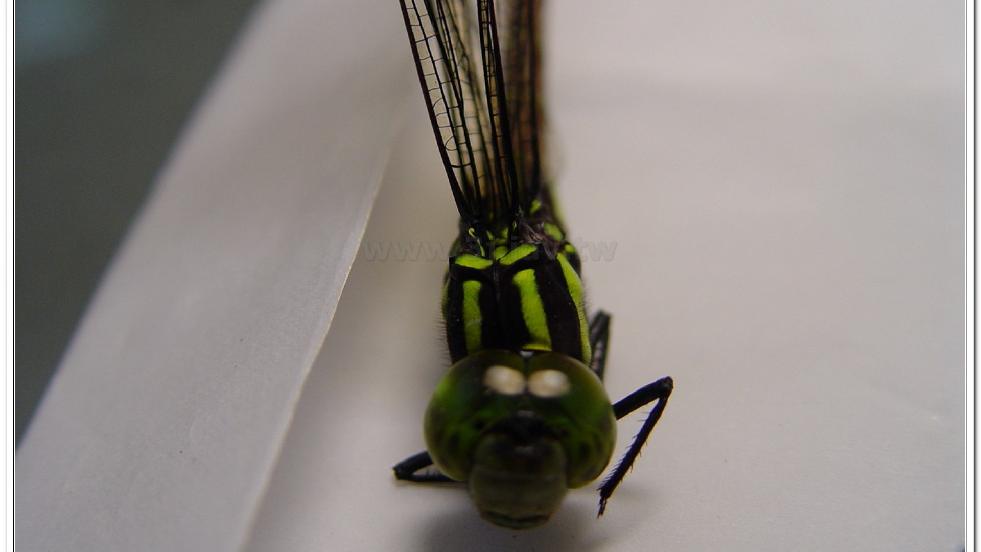 朱黛晏蜓(Polycanthagyna erythromelas )