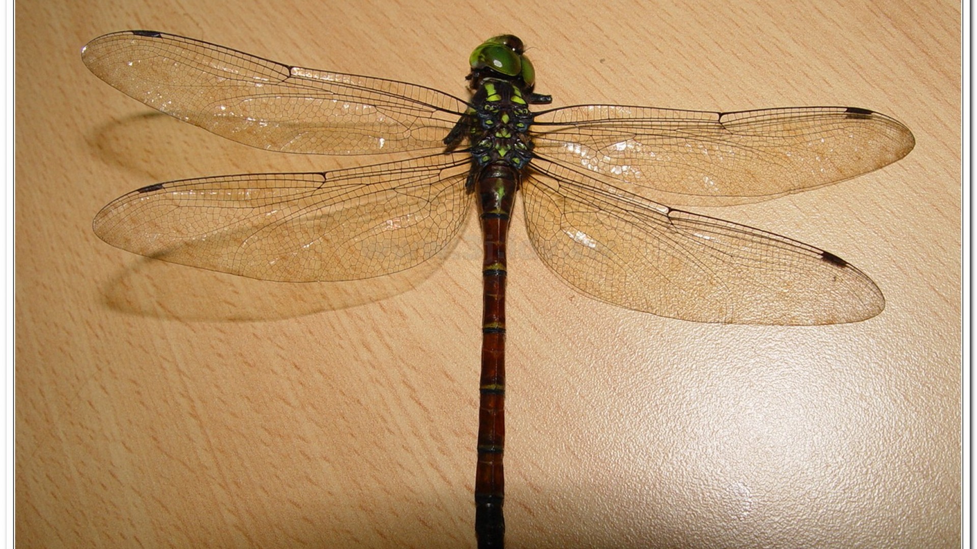 朱黛晏蜓(Polycanthagyna erythromelas )