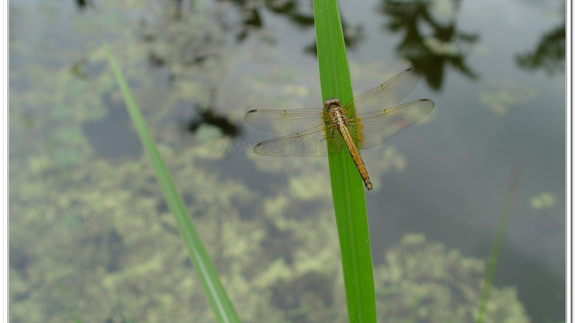 紫紅蜻蜓(Trithemis aurora )