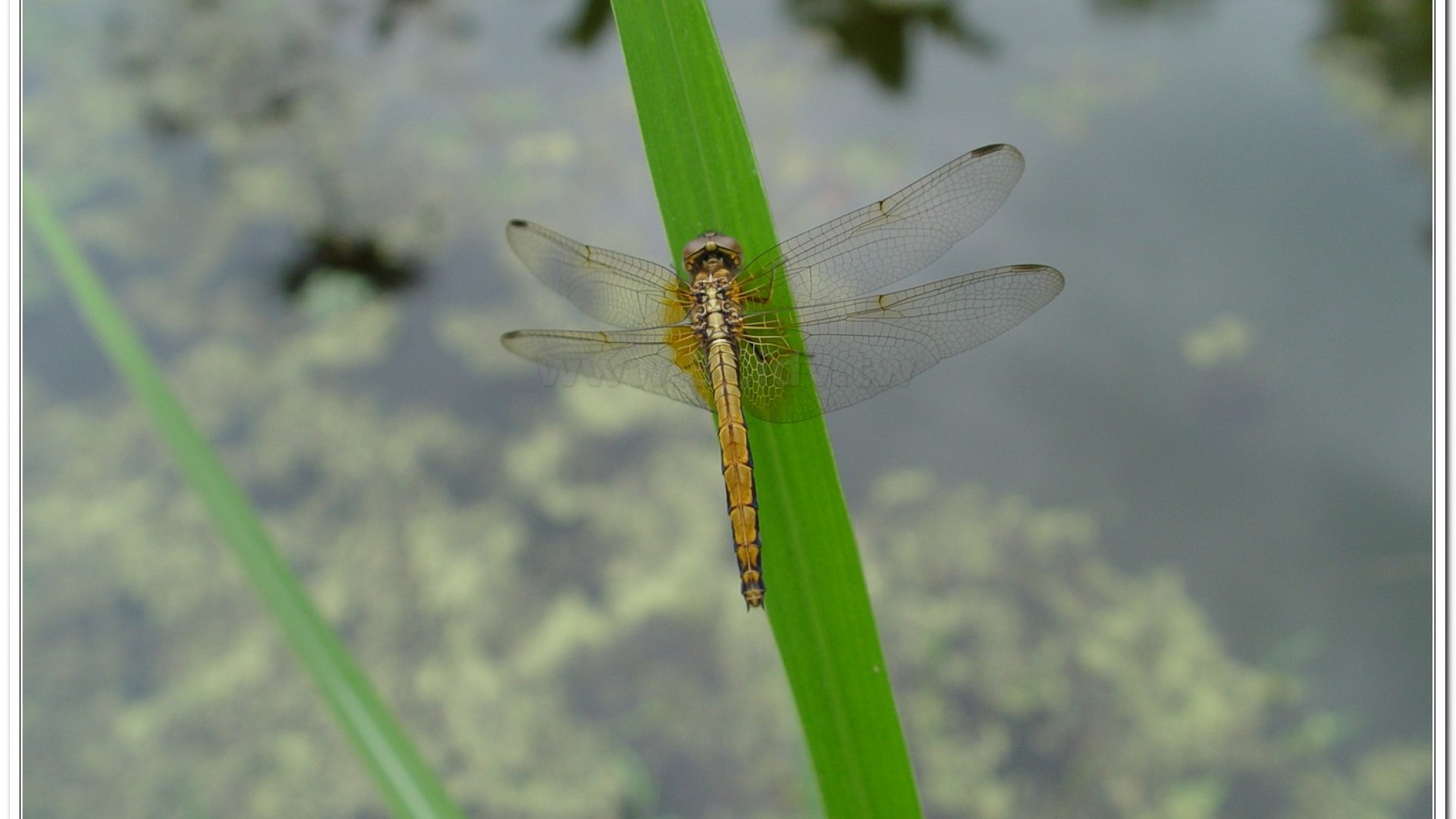 紫紅蜻蜓(Trithemis aurora )