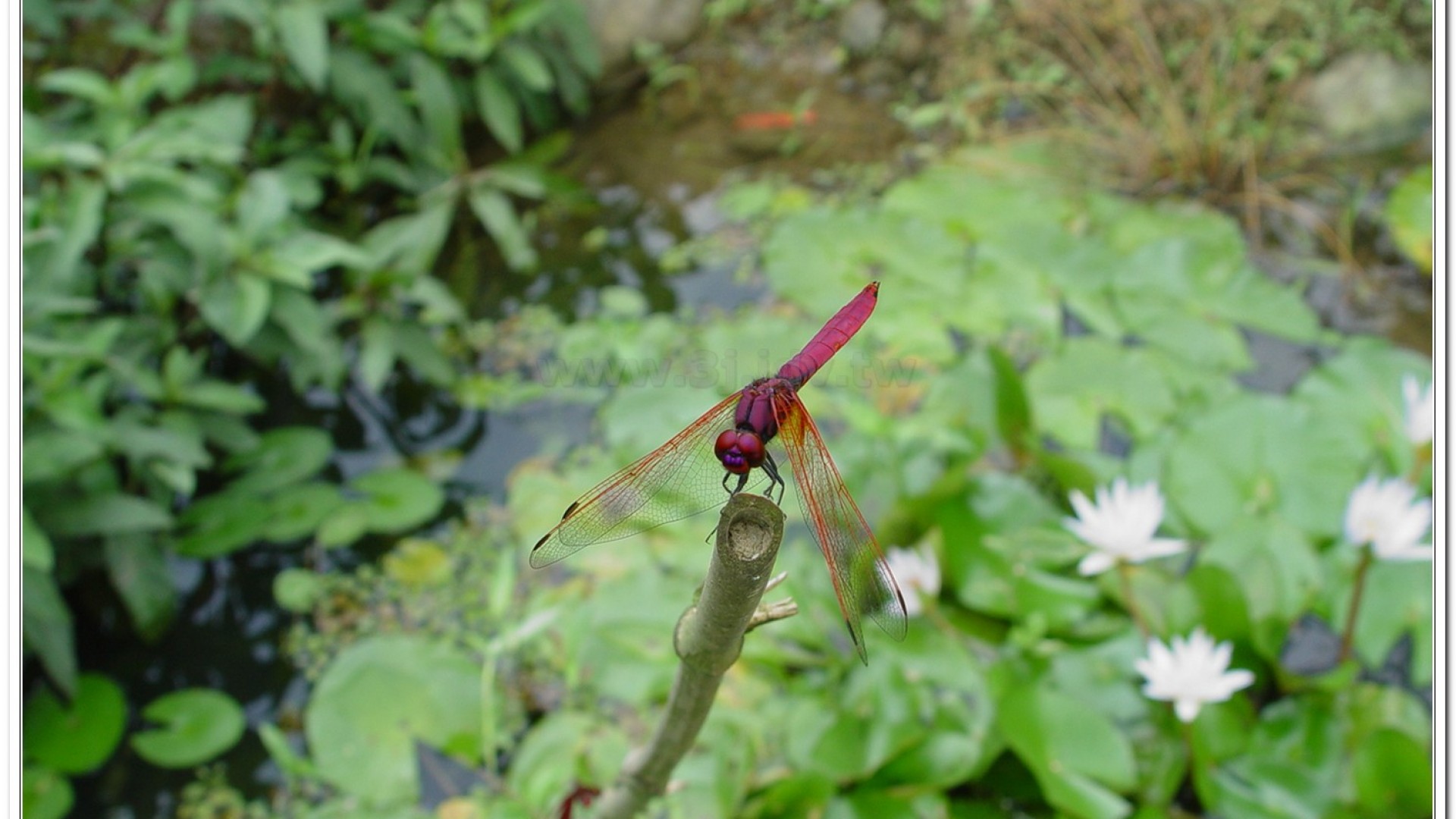 紫紅蜻蜓(Trithemis aurora )