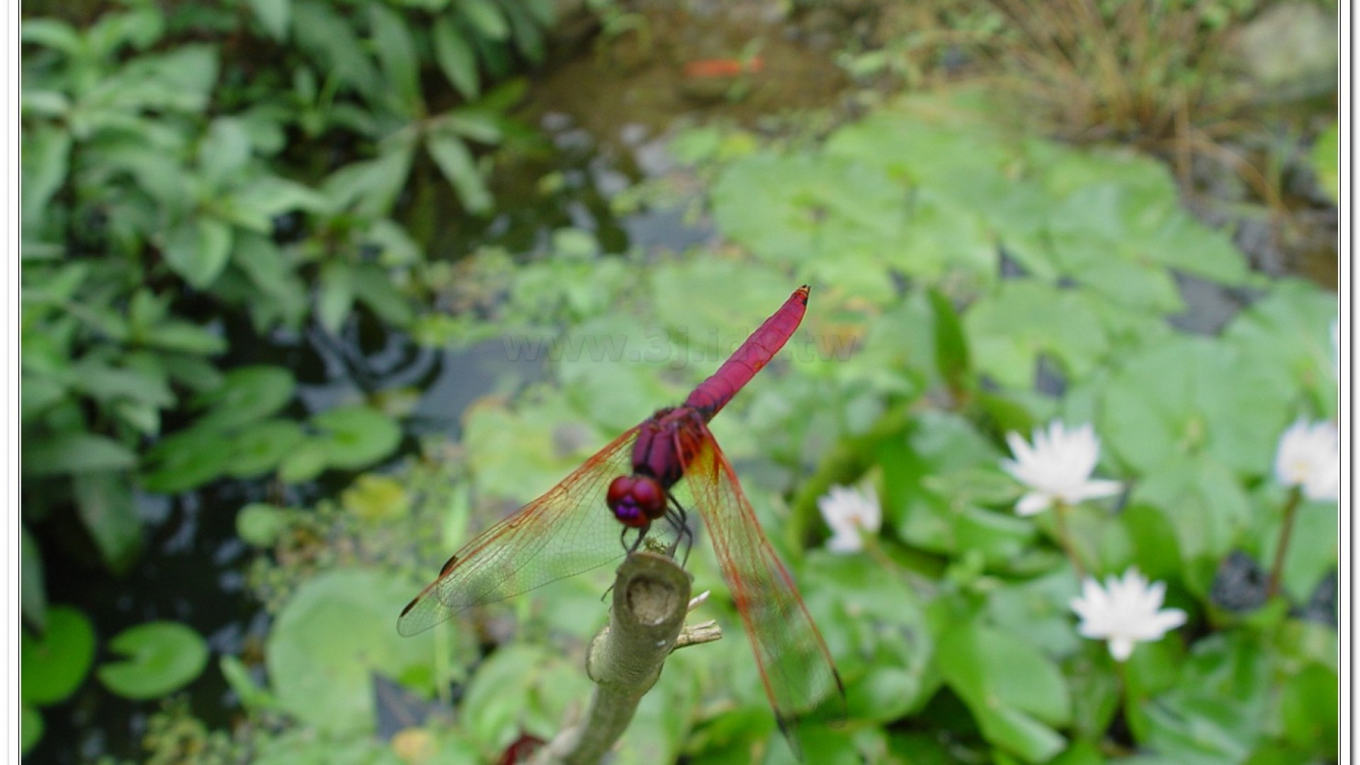 紫紅蜻蜓(Trithemis aurora )