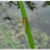 紫紅蜻蜓(Trithemis aurora )