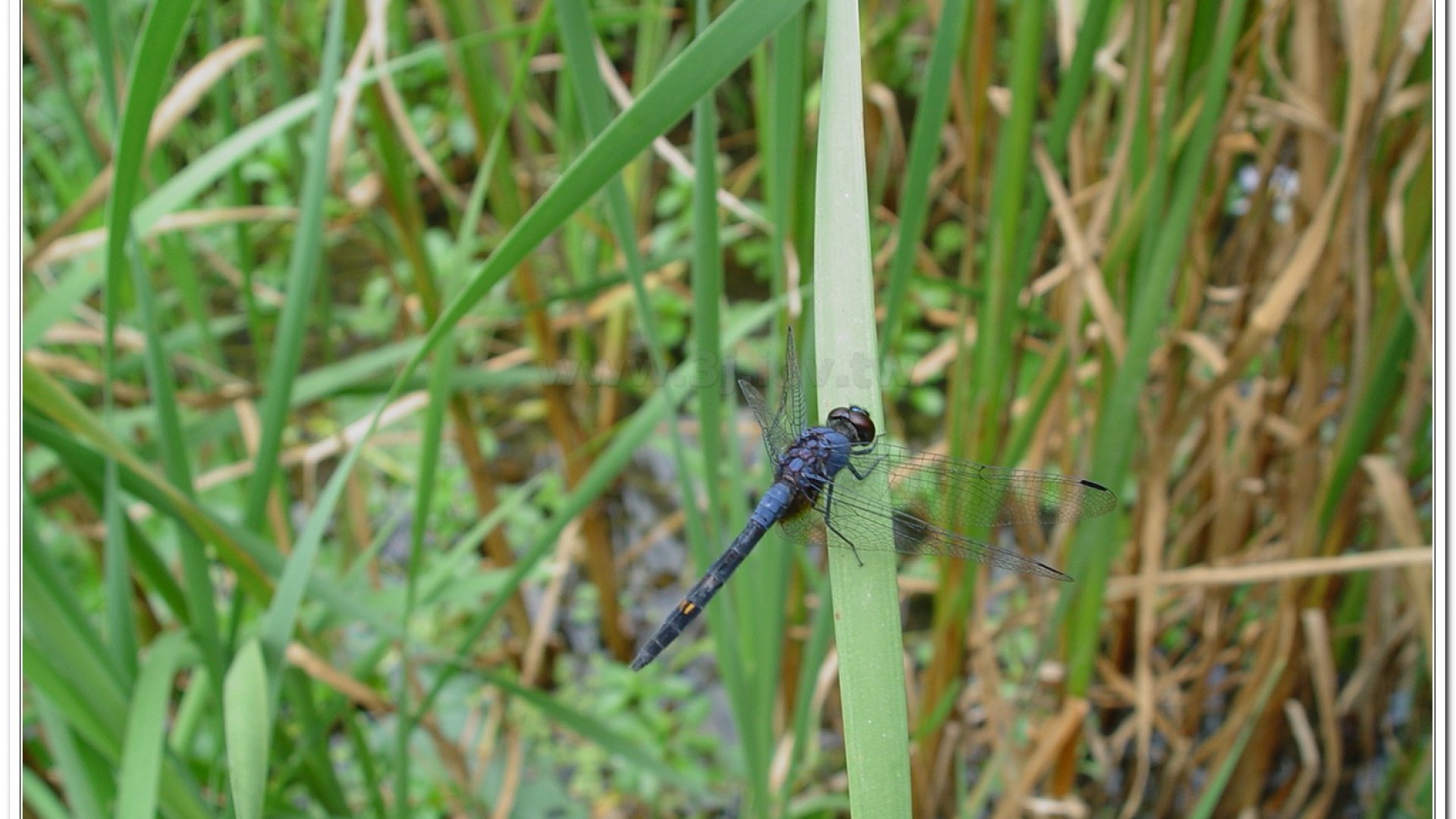樂仙蜻蜓(Trithemis festiva )