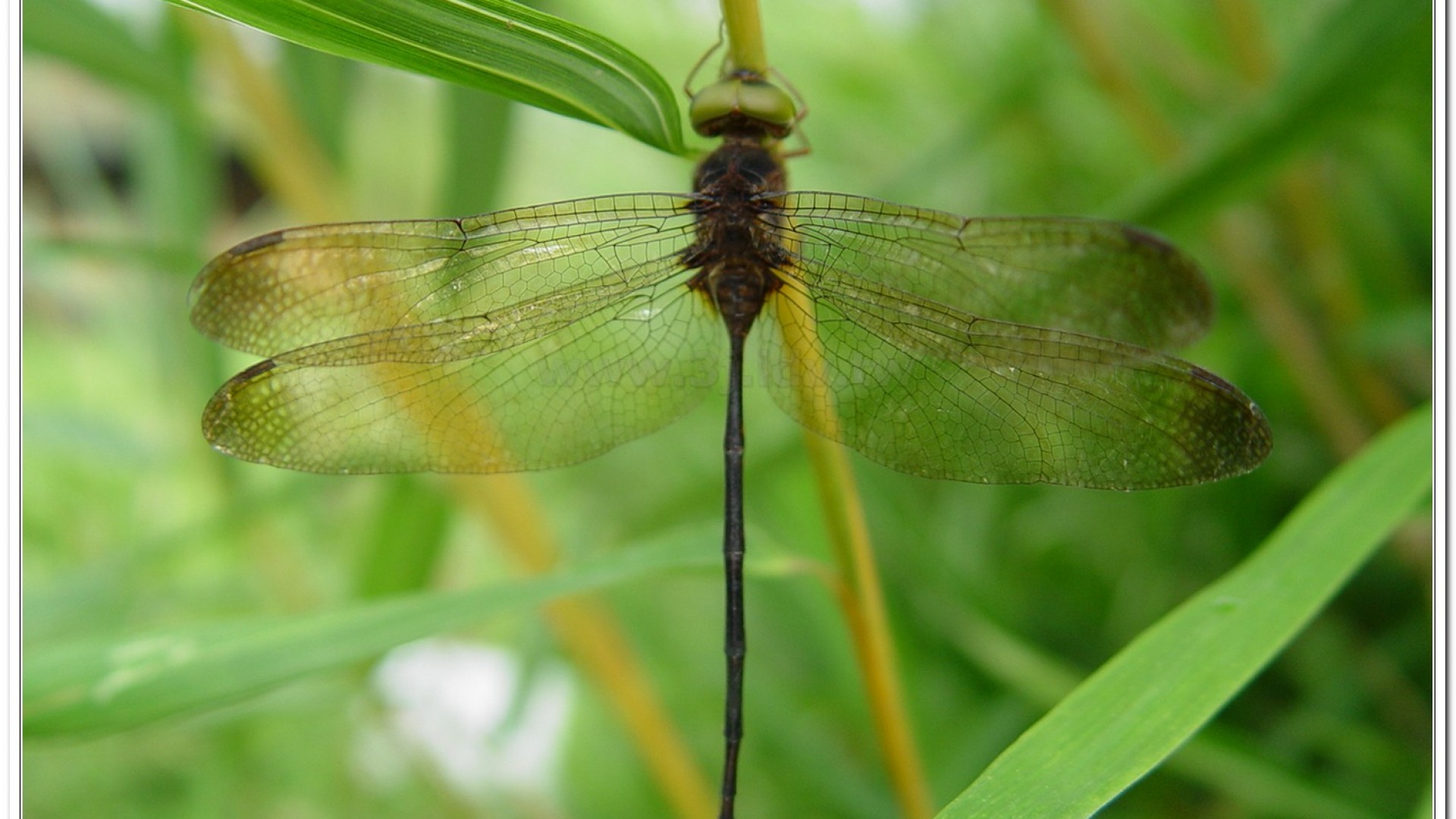 纖腰蜻蜓(Zyxomma petiolatum )