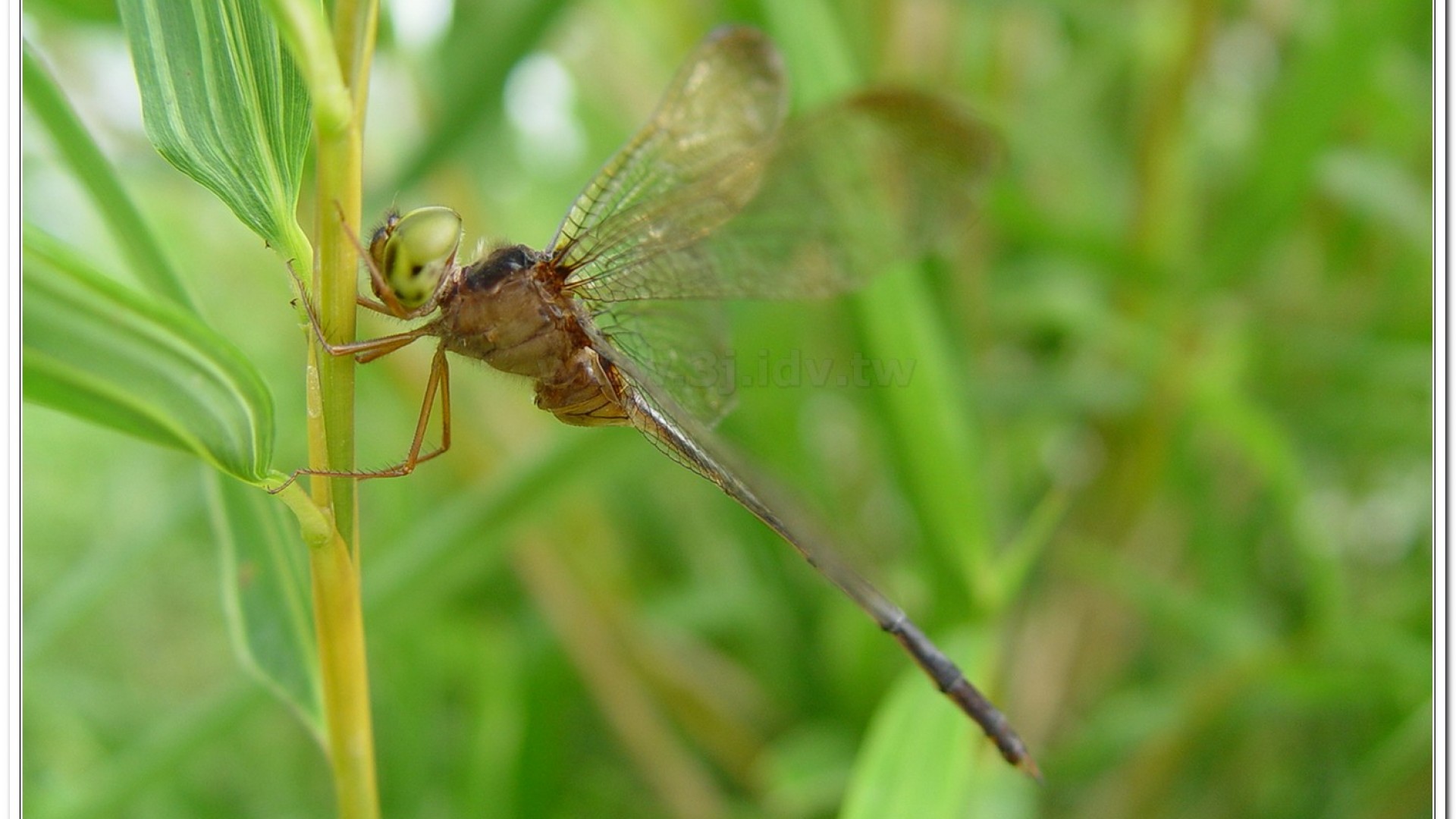 纖腰蜻蜓(Zyxomma petiolatum )