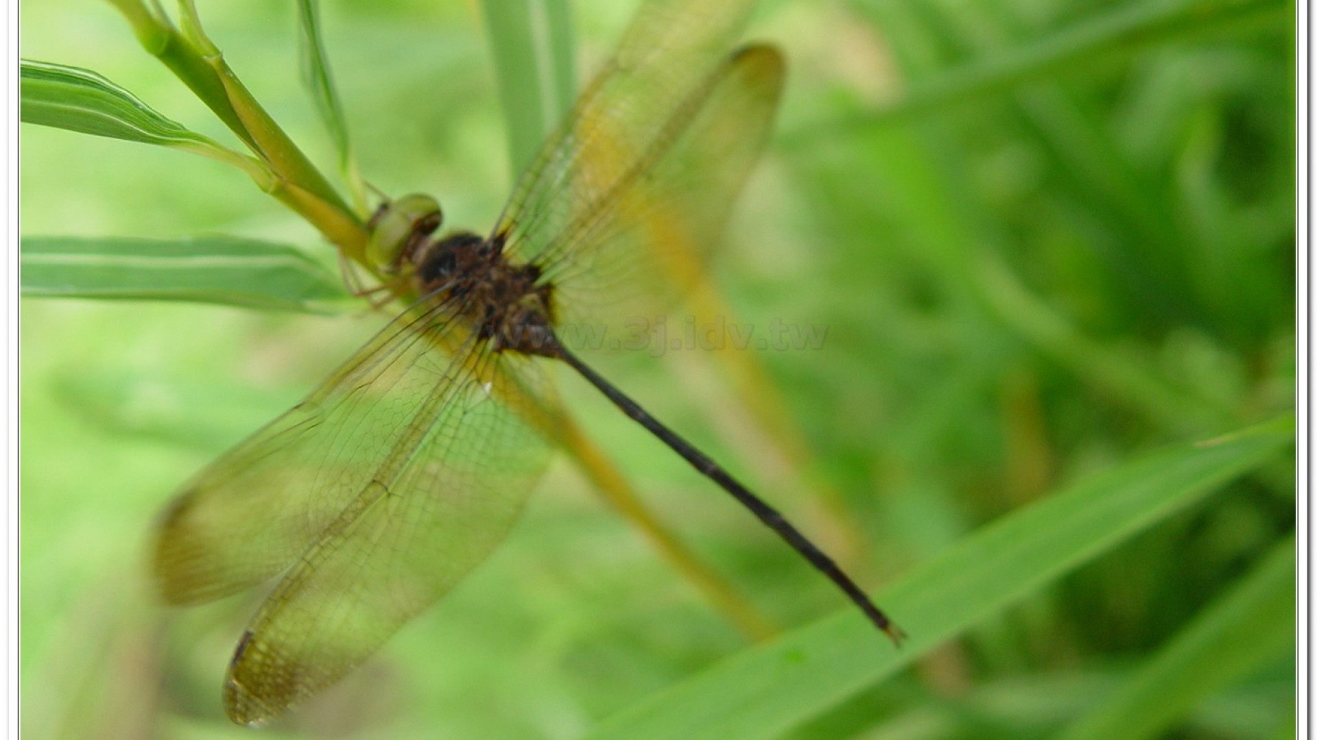 纖腰蜻蜓(Zyxomma petiolatum )
