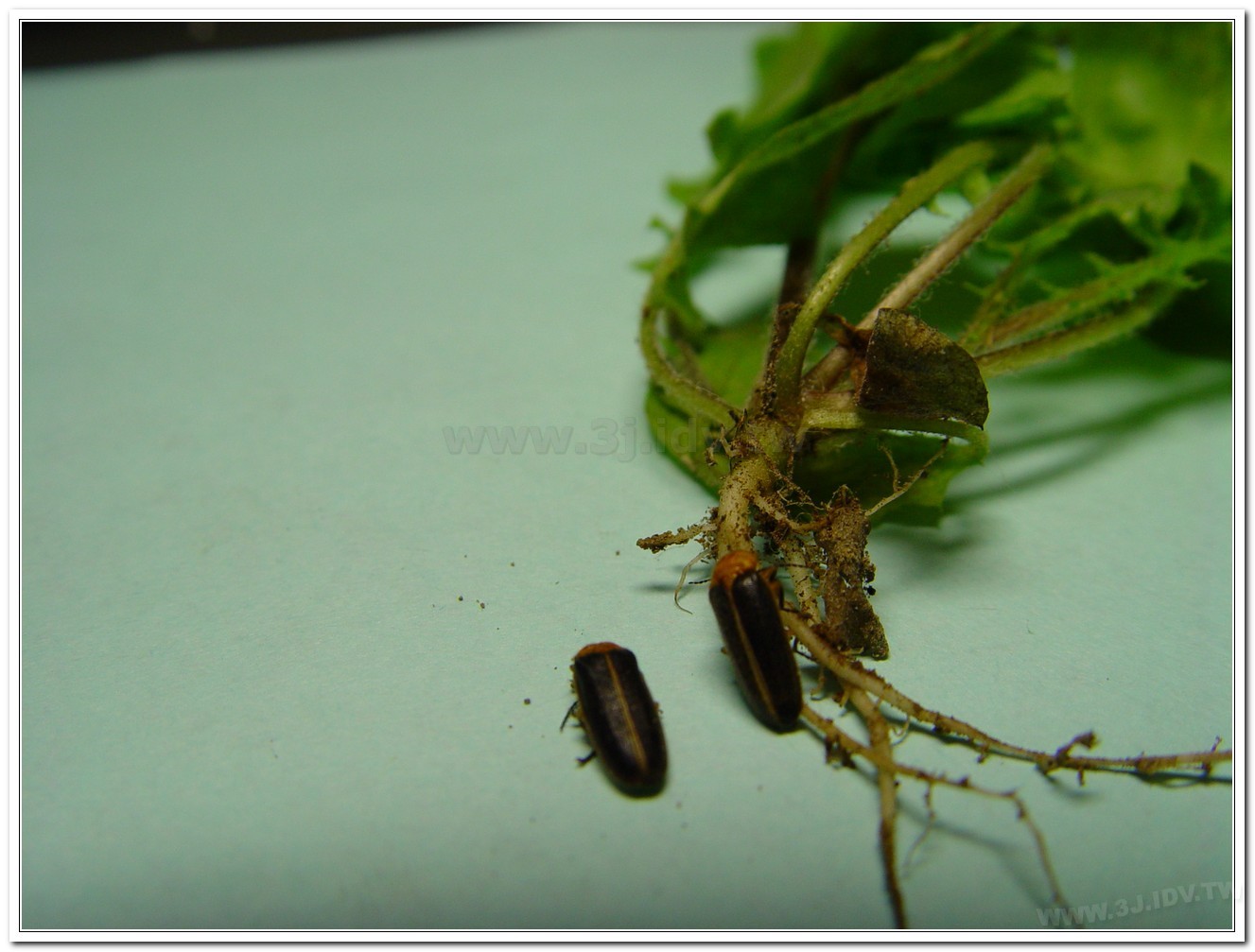 黃緣螢(Aquatica ficta )