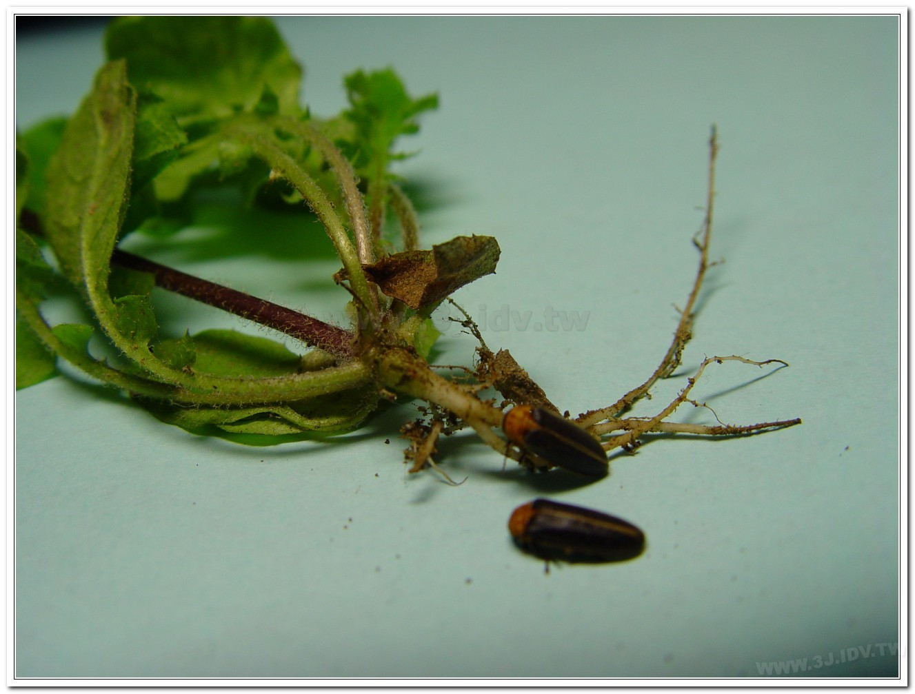 黃緣螢(Aquatica ficta )