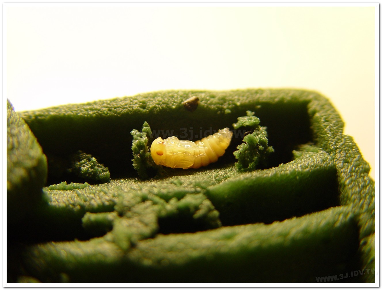 黃緣螢(Aquatica ficta )